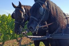 Photo-Patrik.-A-20220911103016_01-scaled