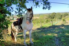 Photo-Patrik.-A-20220911111835-scaled