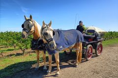 Photo-Patrik.-A-20220911115348-scaled