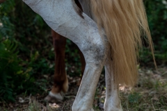 DSC_8207