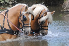 Découvrez un nouveau circuit accessible aux attelages en Vendée
